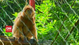 VIDEO: Pelindung Lutung Coban Talun