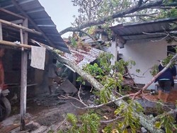 Bruk! Pohon Trembesi Tua di Karangnongko Klaten Ambruk Timpa Rumah Warga