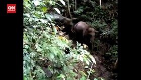 VIDEO: Fenomena Langka, Gajah Muncul di Hutan Sumatera Barat