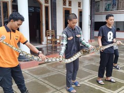 Sanca 4 Meter Ditemukan Santri di Wonogiri, Sempat Dikira Sampah