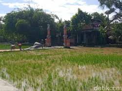 272 Hektare Sawah di Klaten Terendam Luapan Kali Dengkeng