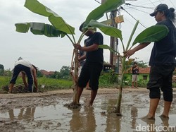 Bertahun-tahun Dibiarkan Rusak, Warga Tanam Pohon Pisang di Jalan