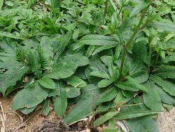 Kaya Manfaat, Ini Kandungan dan 10 Manfaat Daun Tapak Liman