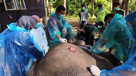 Gajah di Simalungun Mati Akibat Infeksi dan Malnutrisi