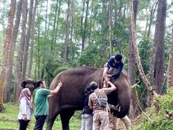 Seekor Gajah di Sumut Mati gegara Malnutrisi