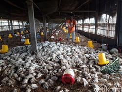 Banjir di 2 Desa Boyolali, Ribuan Ayam Mati-Puluhan Kolam Lele Terendam