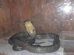 Bahayanya Efek Racun King Kobra yang Tewaskan Pawang Ular Sumedang