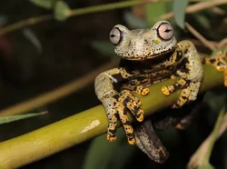 8 Jenis Katak Mematikan yang Harus Kamu Ketahui