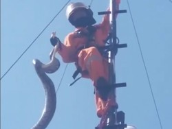 Momen Ngeri Evakuasi Ular Besar Lilit Tower Pemancar Wi-Fi di Surabaya