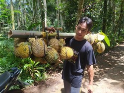 Ritual di Bawah Pohon Duren Berusia Ratusan Tahun