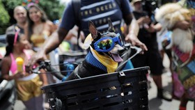 FOTO: Anjing-anjing Berkosum Lucu Adu Gaya di Karnaval Brasil