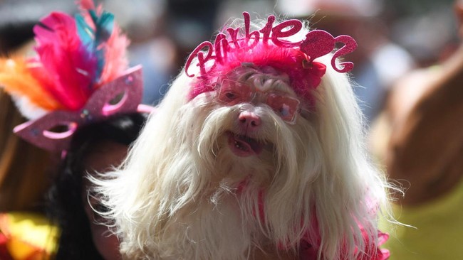 FOTO: Anjing-anjing Berkosum Lucu Adu Gaya di Karnaval Brasil