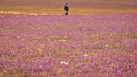 img-title Warga Takjub Gurun Pasir di Saudi Jadi Padang Lavender: Bak Surga