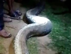 Detik-detik Ular Sebesar Batang Kelapa Ditebas Lalu Dibawa Pakai Pikap