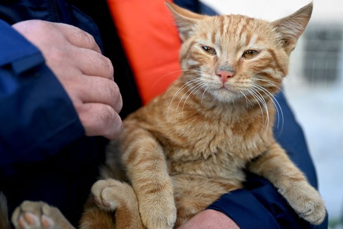 A rescuer holds a cat which was rescued from a collapsed building, 248 hours after the 7.8-magnitude earthquake which struck parts of Turkey and Syria, in Kahramanmaras on February 16, 2023. (Photo by OZAN KOSE / AFP) (Photo by OZAN KOSE/AFP via Getty Images)