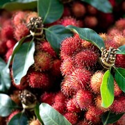 Buah Populer di Indonesia Ini Ternyata Bisa Menjadi Alternatif Retinol Alami untuk Kulit Sensitif, Kamu Sudah Tahu?