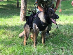 Turki Hadiahkan Anak Anjing untuk Meksiko, Bentuk Hormat untuk Proteo
