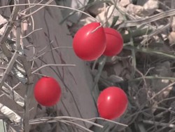 Aksi Relawan Pasang Ribuan Balon Merah di Reruntuhan Gempa Turki