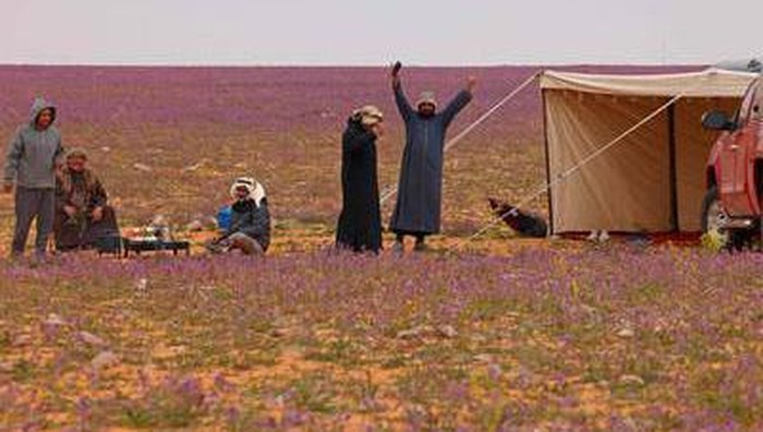 Potret Keindahan Padang Bungan Lavender di Arab Saudi