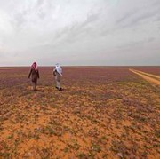 Fenomena Langka, Ini Potret Keindahan Arab Saudi yang Semula Gurun Pasir Berubah Jadi Padang Bunga Lavender