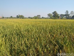 Naiknya Harga Gabah dan Beras Disambut Baik Petani Lamongan