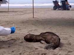 Ratusan Singa Laut Mati Dilaporkan Mati Terinfeksi Flu Burung