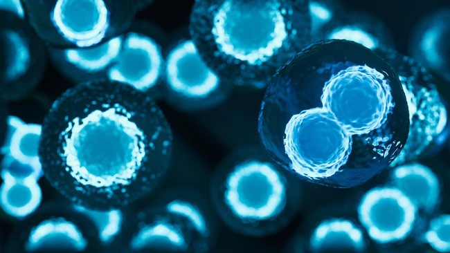 Terobosan Medis: Stem Cell - Harapan Baru untuk Pengobatan Innovatif