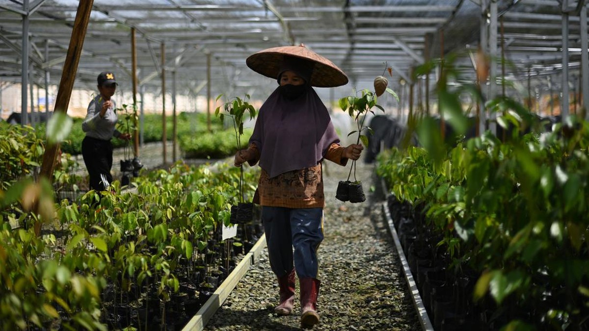 FOTO: 15 Juta Bibit Pohon Disiapkan untuk Hijaukan IKN Nusantara