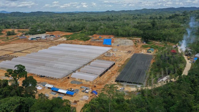 FOTO: 15 Juta Bibit Pohon Disiapkan untuk Hijaukan IKN Nusantara