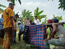 Dikira Hilang, Petani di Gresik Ditemukan Tewas Dipatuk Ular