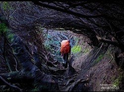 Mendaki Gunung Kian Digemari, Pemerintah Diminta Atur Kuota-Standar Pemandu