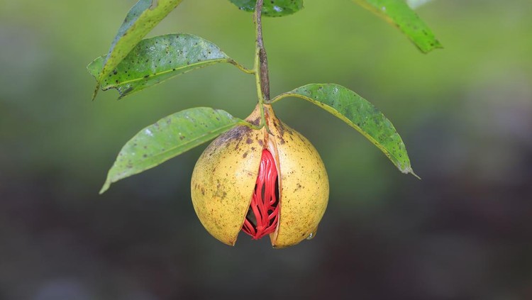 Fully grown nutmeg in green background