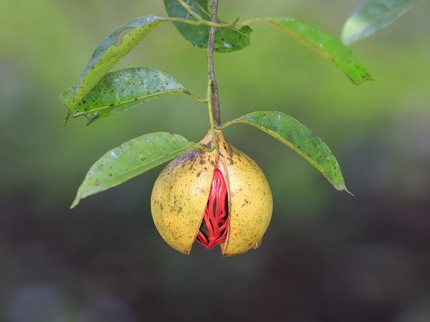 7 Manfaat Buah Pala, Manisan Segar yang Meningkatkan Kesehatan Otak