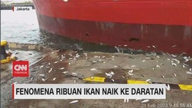VIDEO: Fenomena Ribuan Ikan Naik ke Daratan