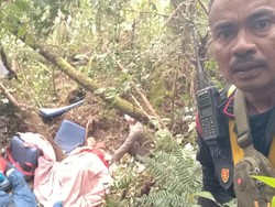 Cerita Tim Evakuasi Temukan Jejak Harimau Dekat Kapolda Jambi Cs