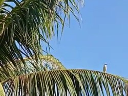 Jalak Bali Terbang ke Permukiman, Desa Adat Sumbersari Siapkan Aturan