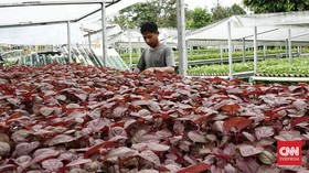 Cara Daftar Petani Milenial 2024