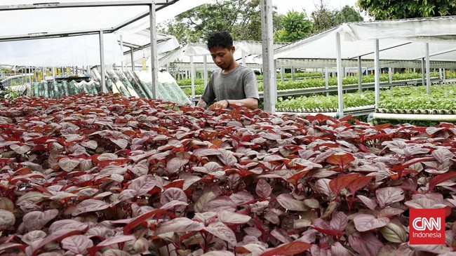 Cara daftar petani milenial bisa diakses langsung di laman resmi Kementerian Pertanian (Kementan).