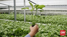 Berapa Gaji Petani Milenial yang Diajak di Cetak 1 Juta Ha Sawah?