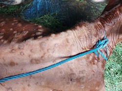 98 Sapi Kulon Progo Terjangkit LSD, Tersebar di 12 Kapanewon