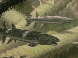 Ikan Lapis Baja Bergigi Silet Pernah Huni Bumi 360 Juta Tahun Lalu