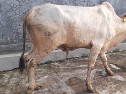 147 Sapi di Gunungkidul Kena LSD, 2 di Antaranya Mati
