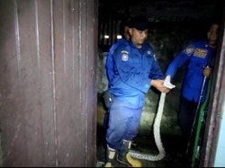 Penampakan Ular Sanca 3 Meter Mangsa Ternak Milik Warga di Jambi