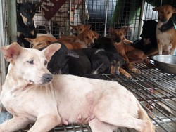 Tempat Diduga Jagal Anjing di Jakbar Digerebek! Ada Bau Daging Terbakar