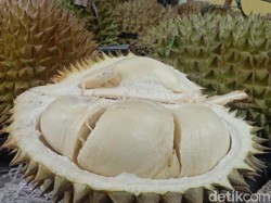 Creamy Manis Durian Sumberasri Disebut Gubernur Mirip Black Thorn Malaysia