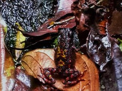 Katak Merah nan Langka Ditemukan di TN Gunung Gede Pangrango