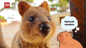 VIDEO: Fakta-fakta Quokka, Satwa Teramah di Dunia Saingan Masbro