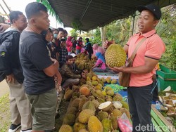 Sentra Durian Candimulyo Magelang Panen Raya, Berikut Tips dari Pembelinya