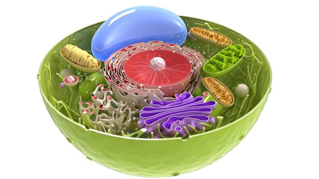 Organel sel adalah bagian tertentu di dalam sel yang berfungsi sebagai organ. Simak apa saja organel sel dan fungsinya pada tumbuhan.