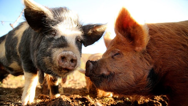 Peternak babi di China terjerat utang buntut ekonomi yang lesu. Pelemahan ekonomi Negeri Tirai Bambu membuat permintaan daging turun, pedagang pun rugi.